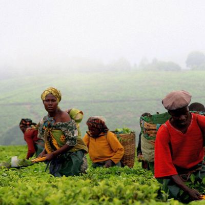 Theeplukkers werken in een groene theeplantage in Tanzania.