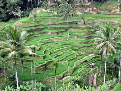 Groene rijstterrassen met palmbomen op Bali tijdens de route Java, Bali, Lombok & Gili Air.