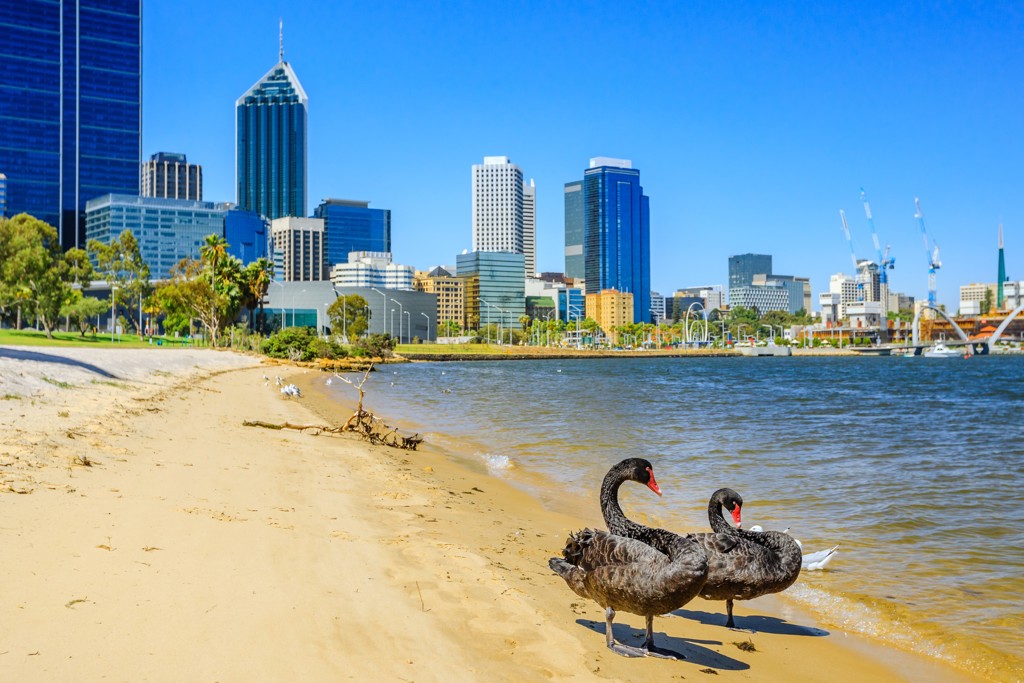 Zwarte zwanen op het strand bij de skyline van Perth, West-Australië.