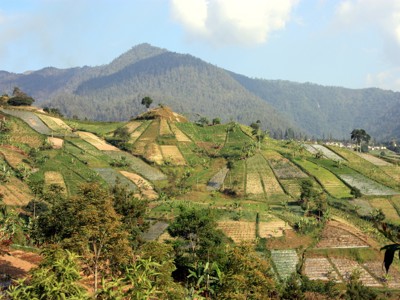 Groene rijstvelden op terrassen met bergen op de achtergrond tijdens de route Sumatra, Java en Bali.