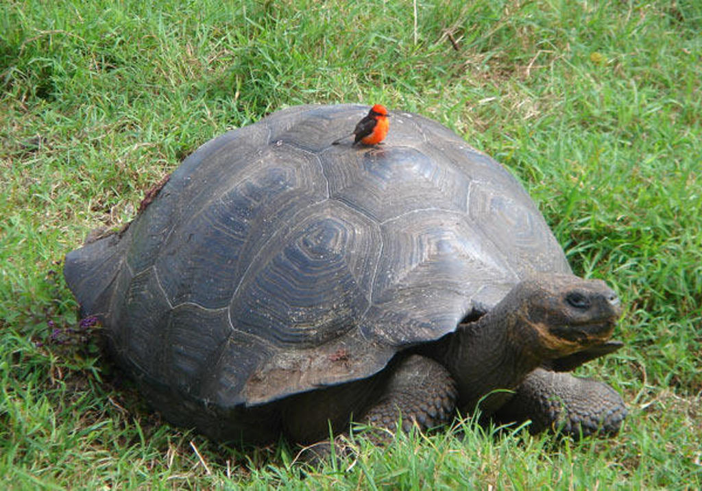 Reuzenschildpad op de Galapagoseilanden met een rood vogeltje op zijn schild, in het gras.