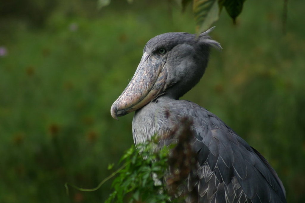 Schoenbekooievaar in het groen tijdens groepsrondreis Uganda en Rwanda.