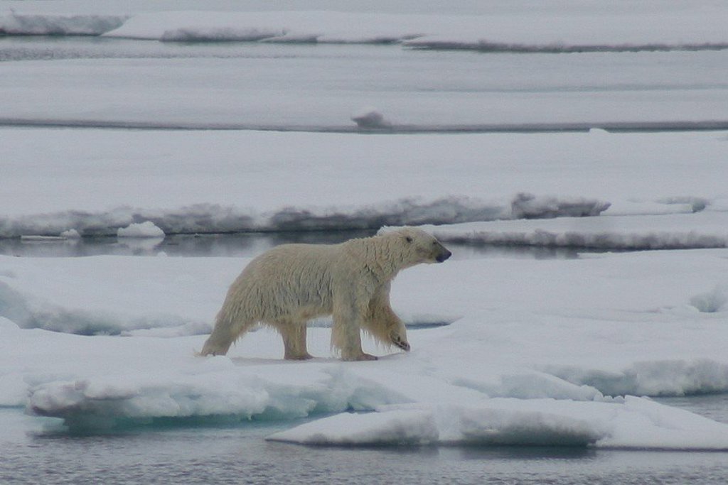 Zeilschip de Antigua tijdens een groepsrondreis langs de kust van Spitsbergen.