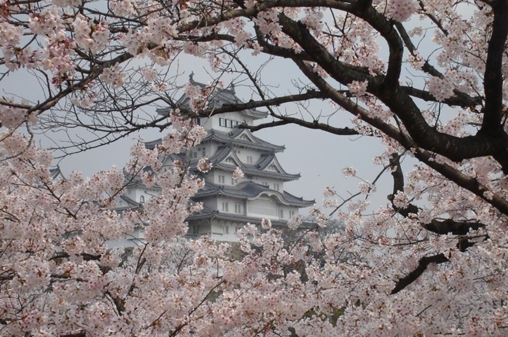 Kasteel in Japan omringd door bloeiende kersenbloesem tijdens een familiereis Japan.