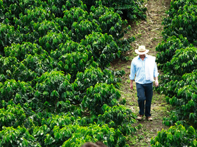 Man loopt tussen koffieplanten op een koffieplantage in Colombia tijdens Route Colombia.