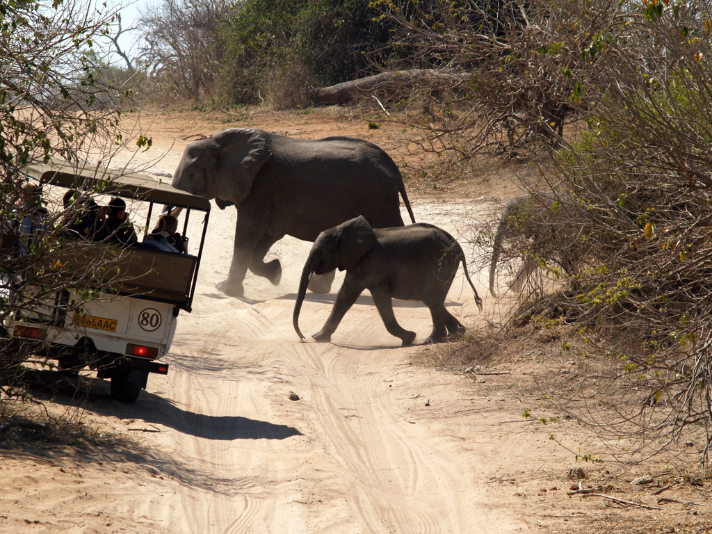 Olifanten steken de weg over langs safari-jeep tijdens familiereis Namibië, Botswana en Zimbabwe.