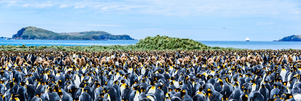 Grote kolonie koningspinguïns op South Georgia tijdens pinguïnsafari naar Antarctica en South Georgia.