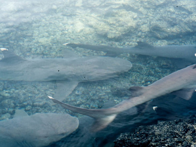 Hamerhaaien zwemmen in helder water rond de Galapagoseilanden.