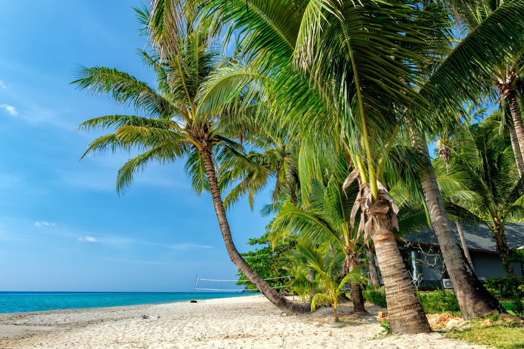 Palmbomen op een wit zandstrand in Thailand tijdens een groepsrondreis, met helderblauwe zee en lucht.
