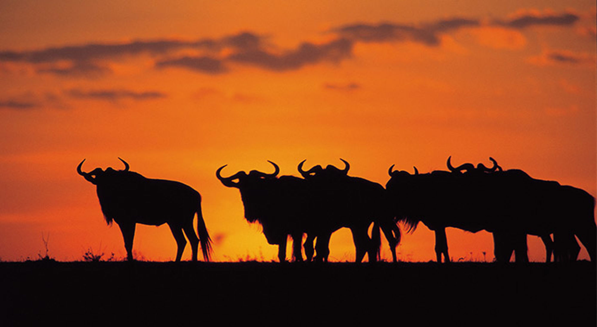 Gnoes in Tanzania Silhouetten van een kudde gnoes bij zonsondergang op de savanne.