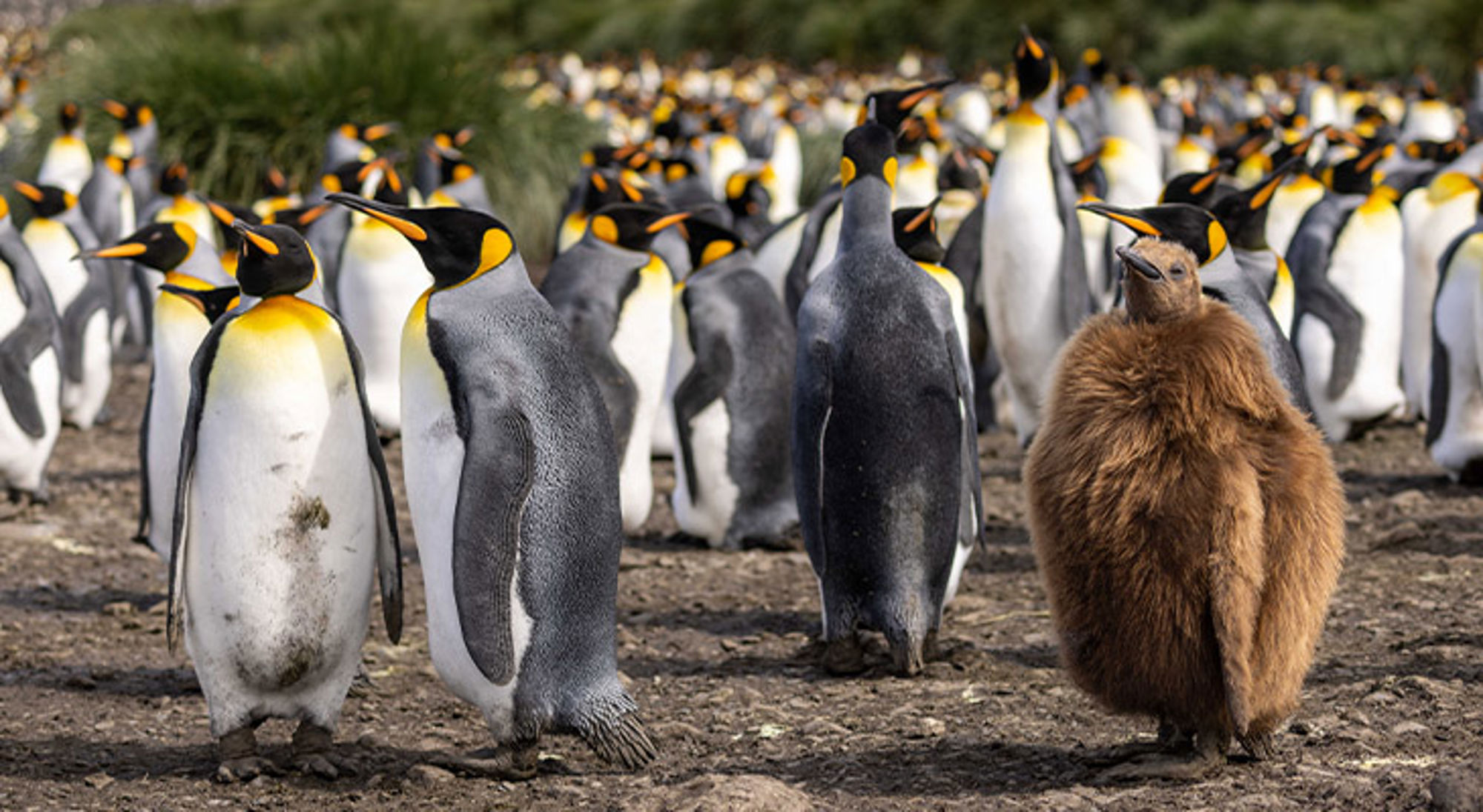Pinguïns South Georgia Kolonie koningspinguïns met een kuiken op de voorgrond.