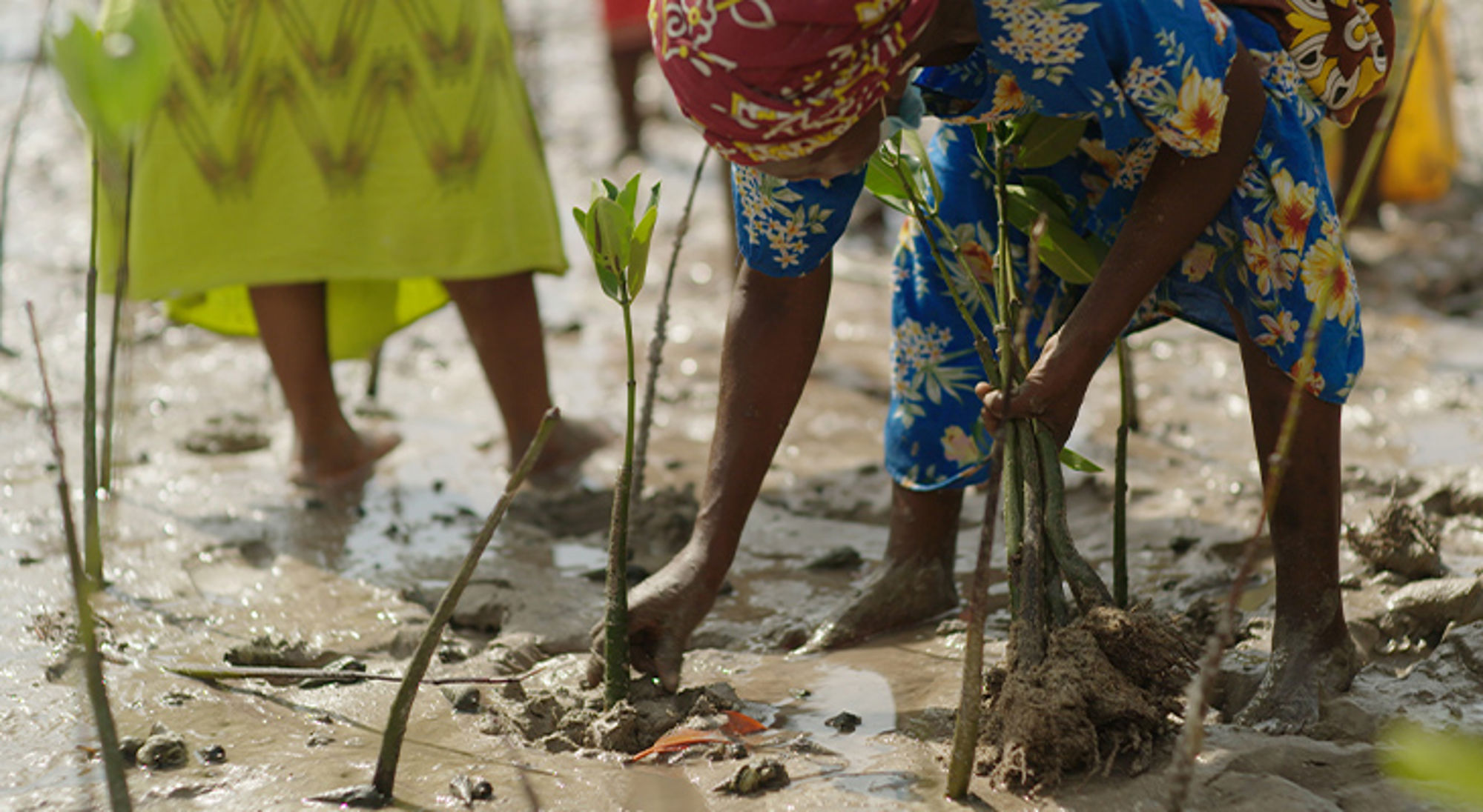 Kenia Vrouw plant mangroveboompjes in modderige kustgrond tijdens natuurherstelproject.