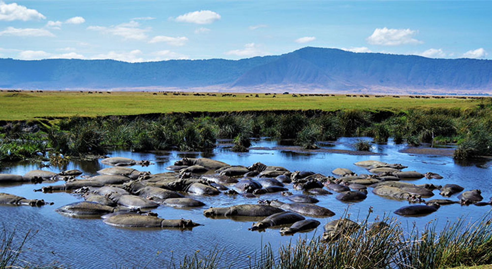 Nijlpaarden bij Ngorongoro krater Nijlpaarden rusten in een waterpoel op de savanne in Tanzania, met bergen op de achtergrond.