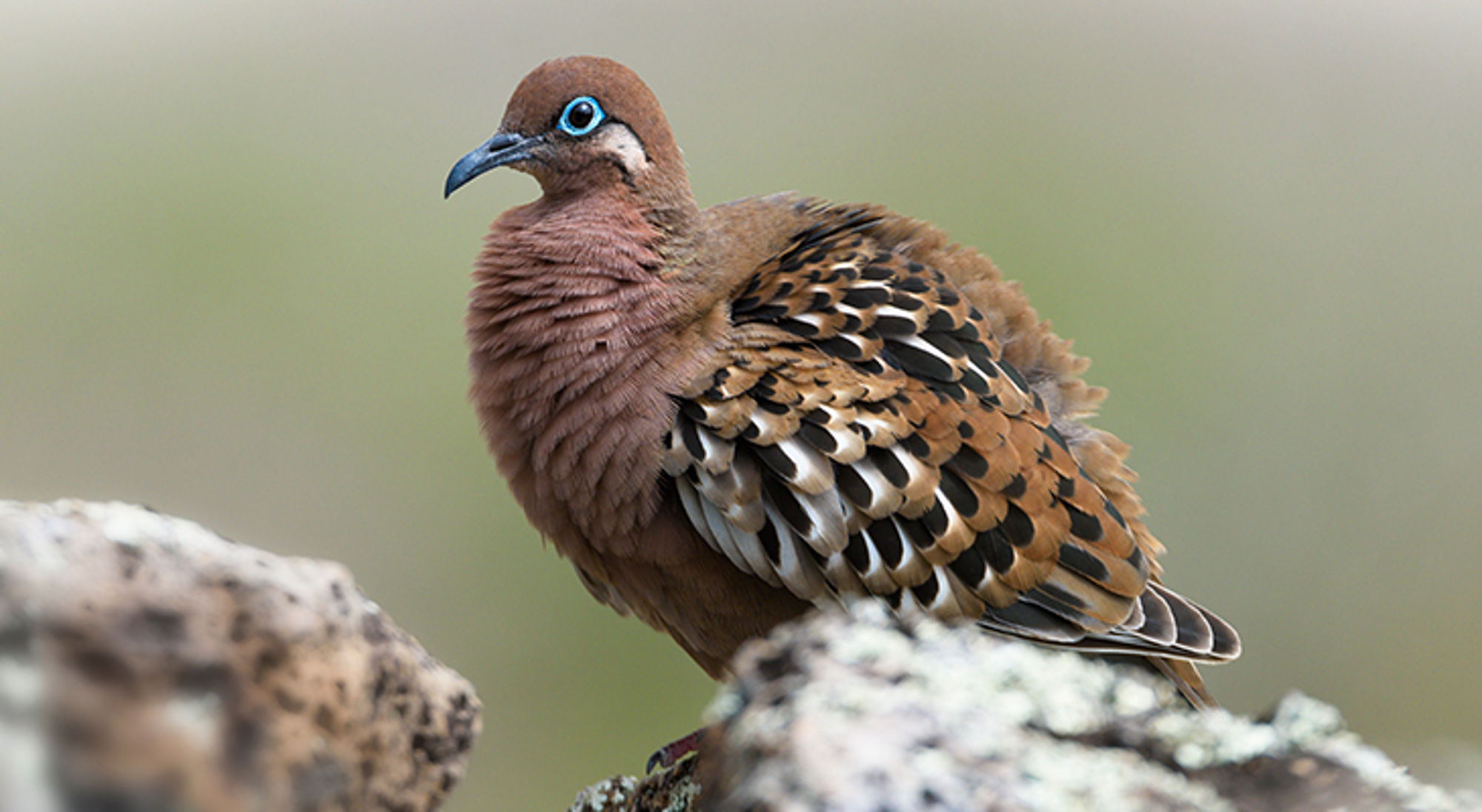 galapagostreurduif Close-up van een tortelduif met blauw oogring, zittend op een rots.