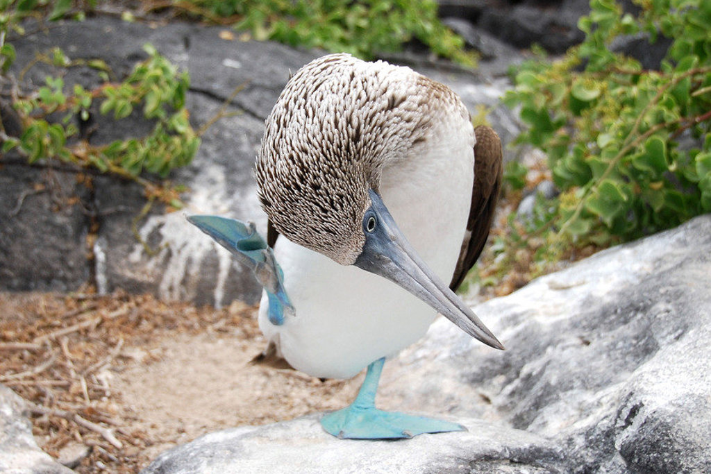 Blauwvoetgent op de Galapagos-eilanden, Ecuador.