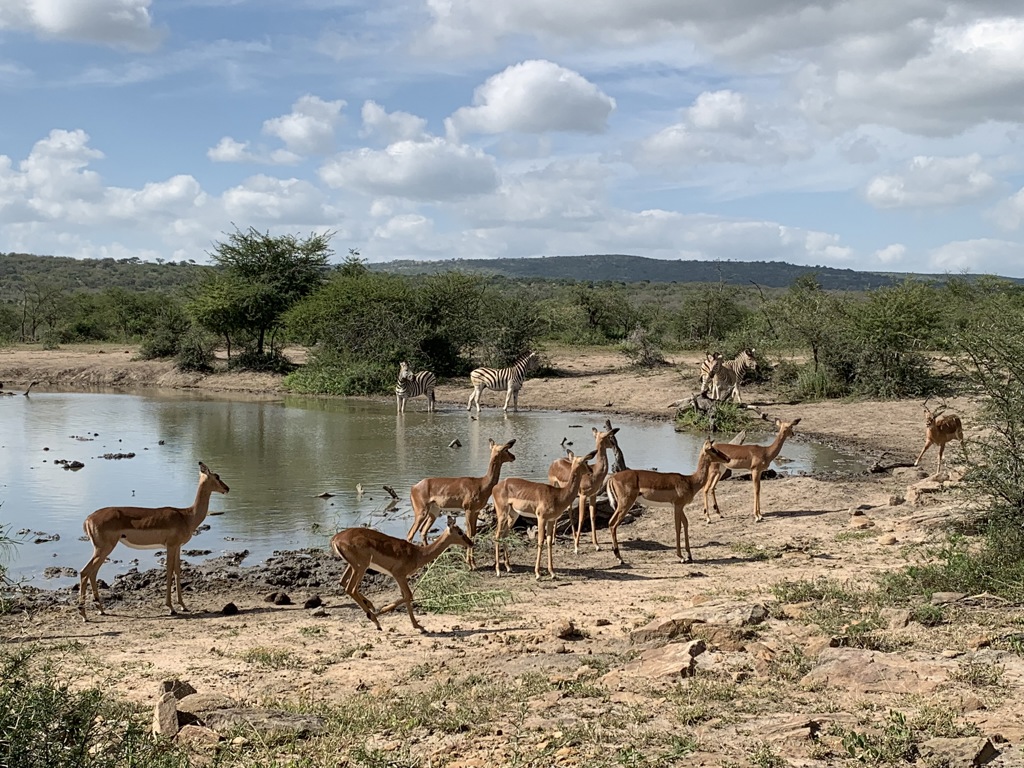 Zebra’s en impala’s bij een waterpoel tijdens een familiereis door Zuid-Afrika en eSwatini.