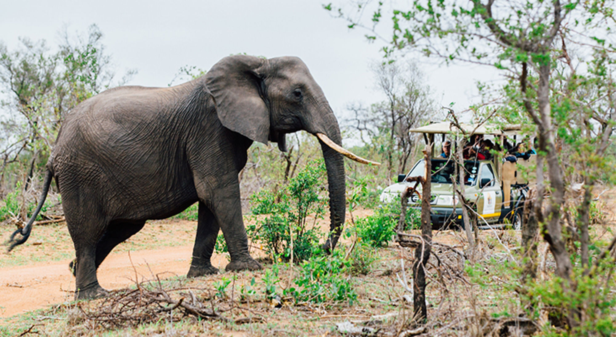 olifant in nationaal park in afrika Olifant loopt langs een safarivoertuig met toeristen in de bush.