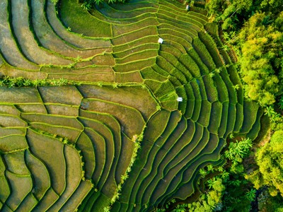 groene rijstterrassen op Bali tijdens de route Java en Bali.