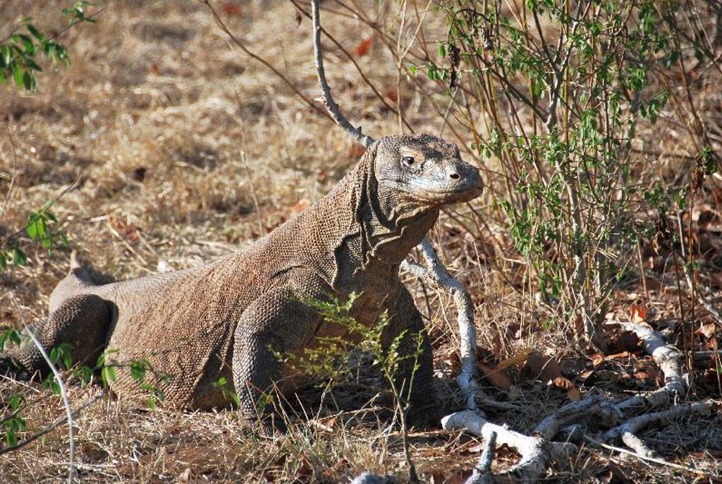 Komodovaraan in het droge landschap van de Kleine Sunda-eilanden, Indonesië.