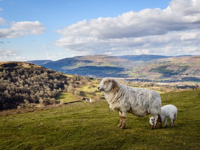 Schaap met lam op een groene heuvel met uitzicht over het berglandschap in het Verenigd Koninkrijk.