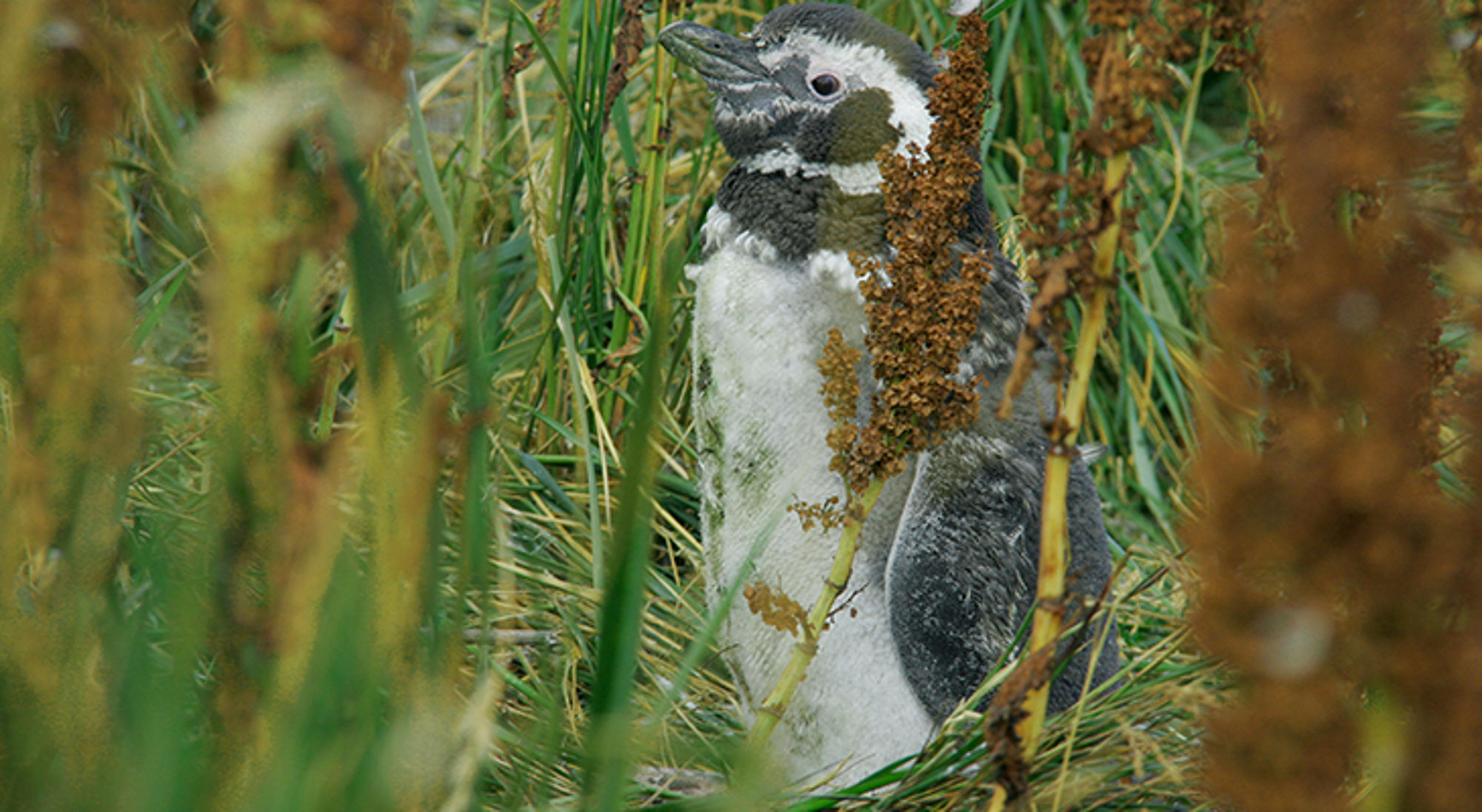 Magelhaenpinguïn tussen hoog gras in de natuur.