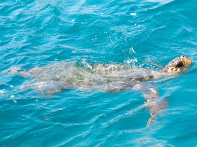 Zeeschildpad zwemt in helderblauw water tijdens de Route Griekenland.