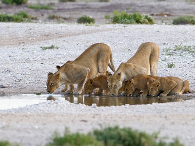 Leeuwinnen met welpen drinken bij een waterpoel tijdens de route Victoria Falls - Windhoek.
