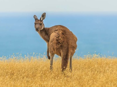 Kangoeroe in het grasland tijdens de Route Australië kampeer- & hotelreis, 21 dagen.