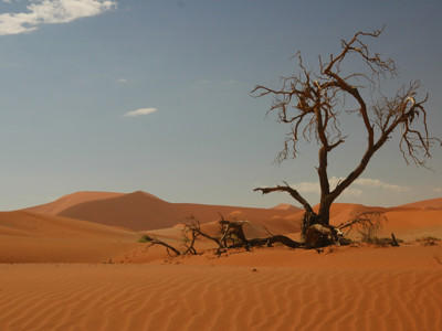 Dode acaciaboom in de rode zandduinen van Sossusvlei, Namibië.