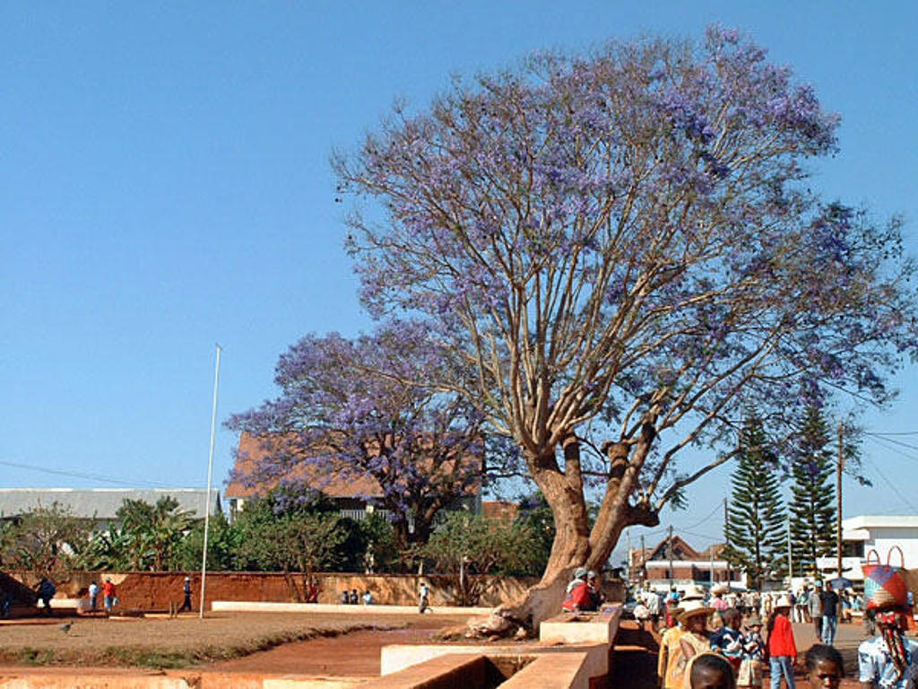 Grote jacarandaboom met paarse bloesem op een plein in Madagascar tijdens een familiereis.