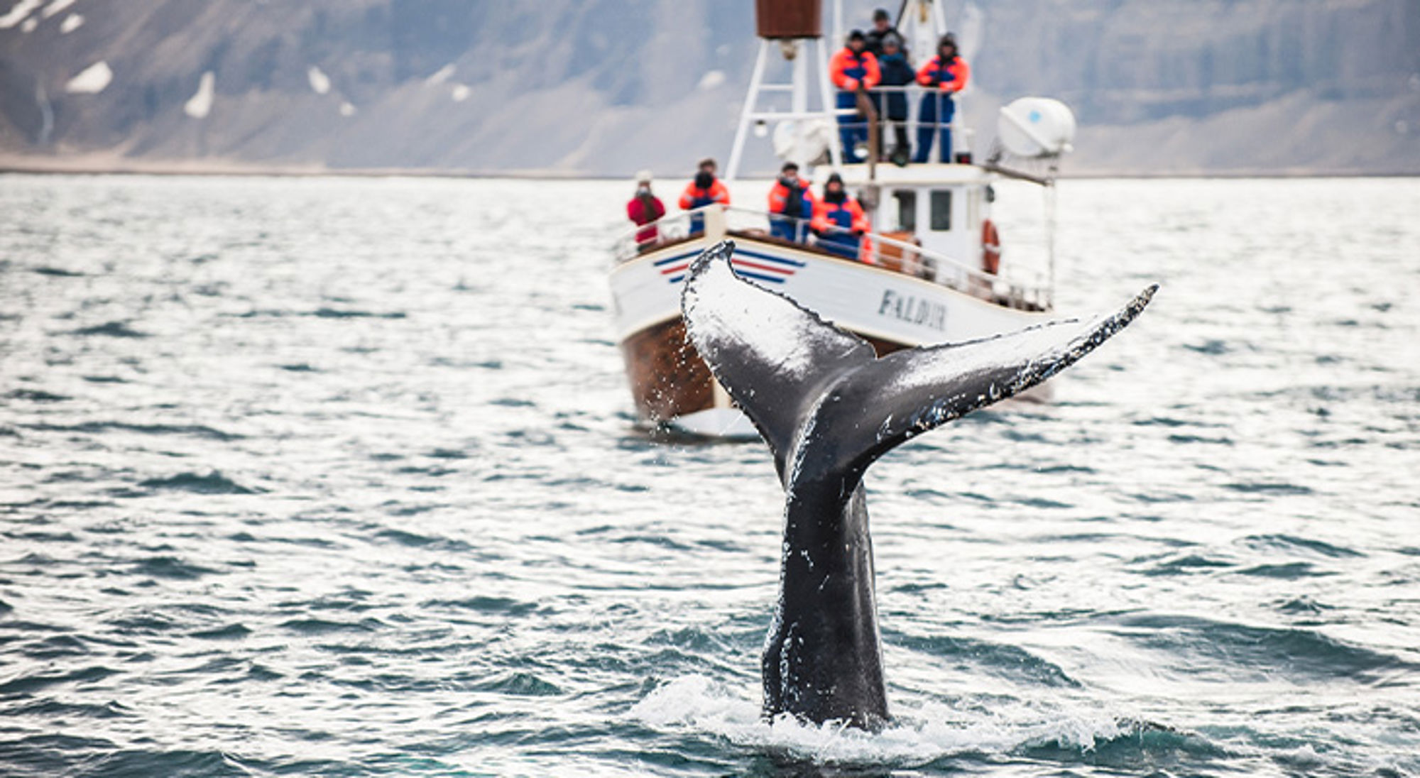 Bewonder wilde dieren in hun natuurlijke leefomgeving Walvisstaart boven het water tijdens whale watching, met excursieboot op de achtergrond.