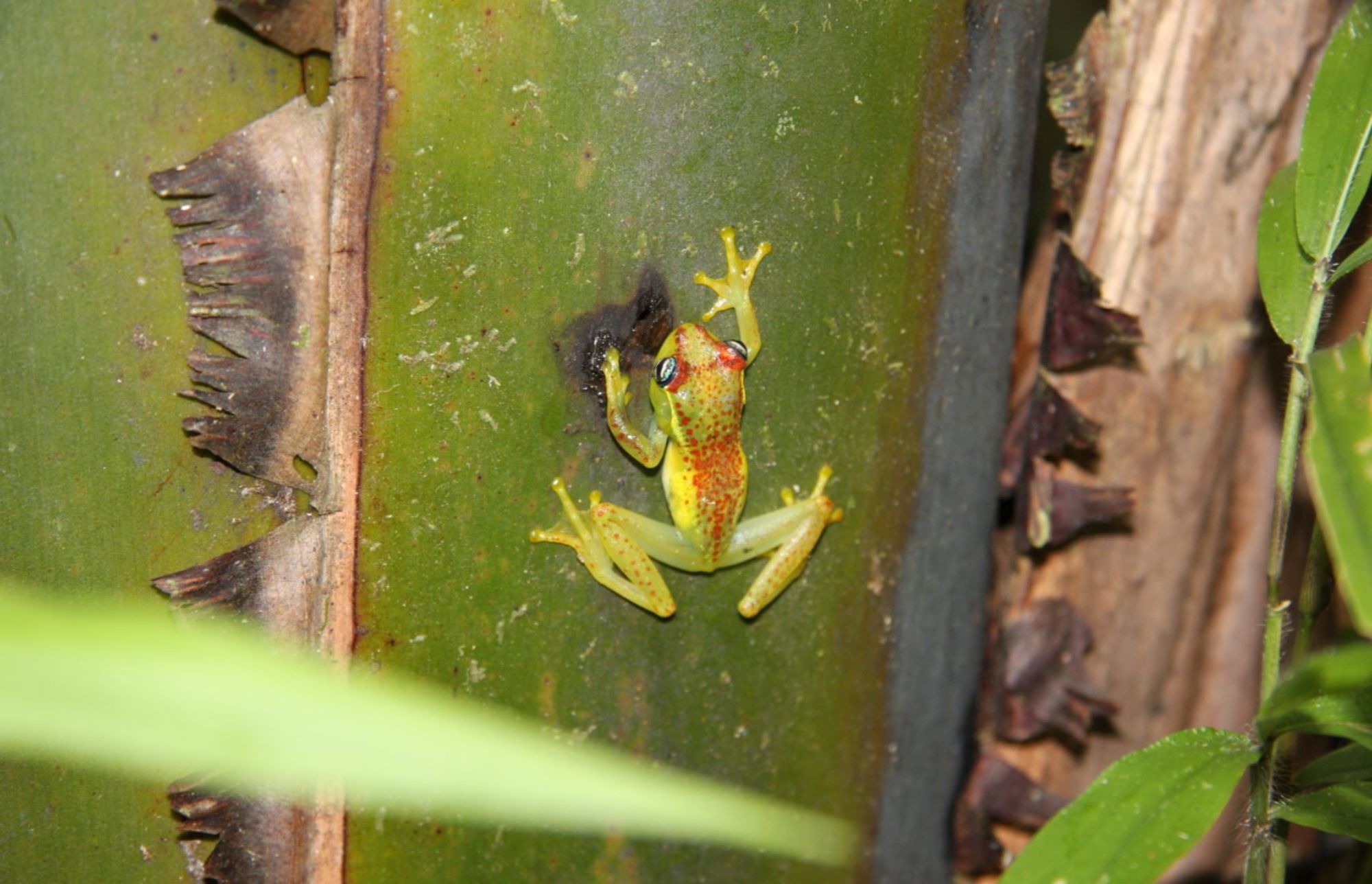 Roodoogmakikikker op een blad in het regenwoud van Madagaskar.