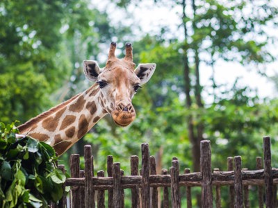 Giraffe steekt zijn kop boven een houten hek uit in het groen tijdens Route Kenia.
