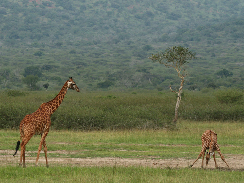 Giraffen in de savanne tijdens groepsrondreis Uganda en Rwanda.
