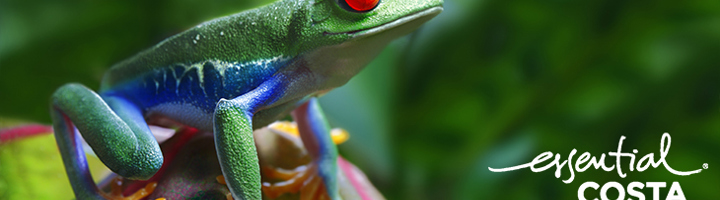 Groene roodogige boomkikker in het regenwoud van Costa Rica.