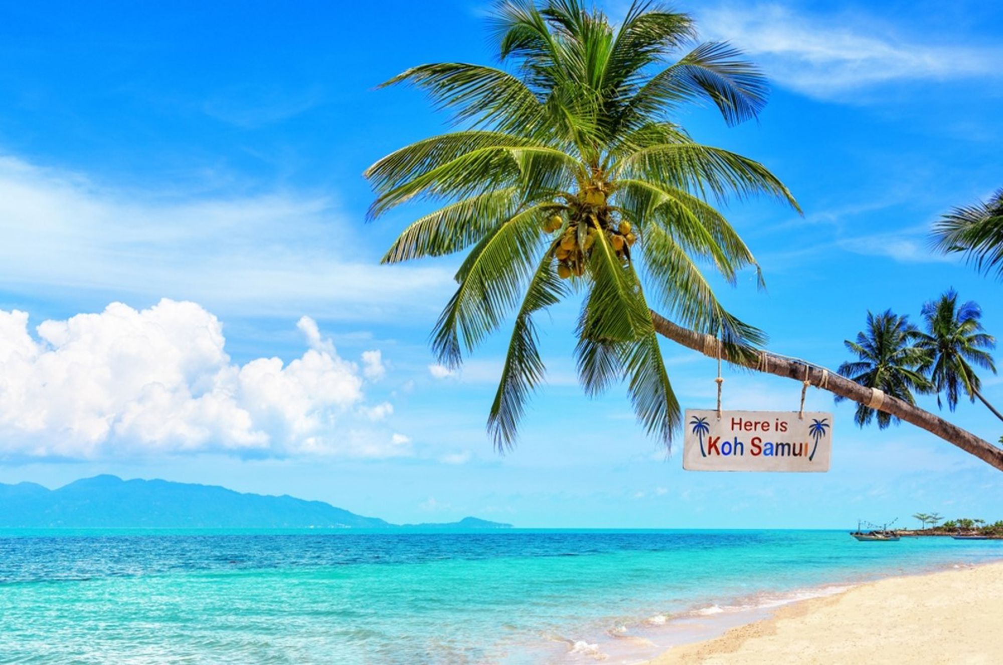 Palmboom op het strand van Koh Samui, Thailand, met bord “Here is Koh Samui”.