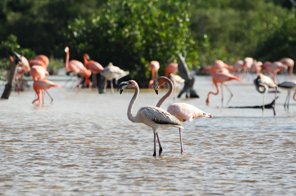 Flamingo’s in een lagune in Mexico tijdens een groepsrondreis.