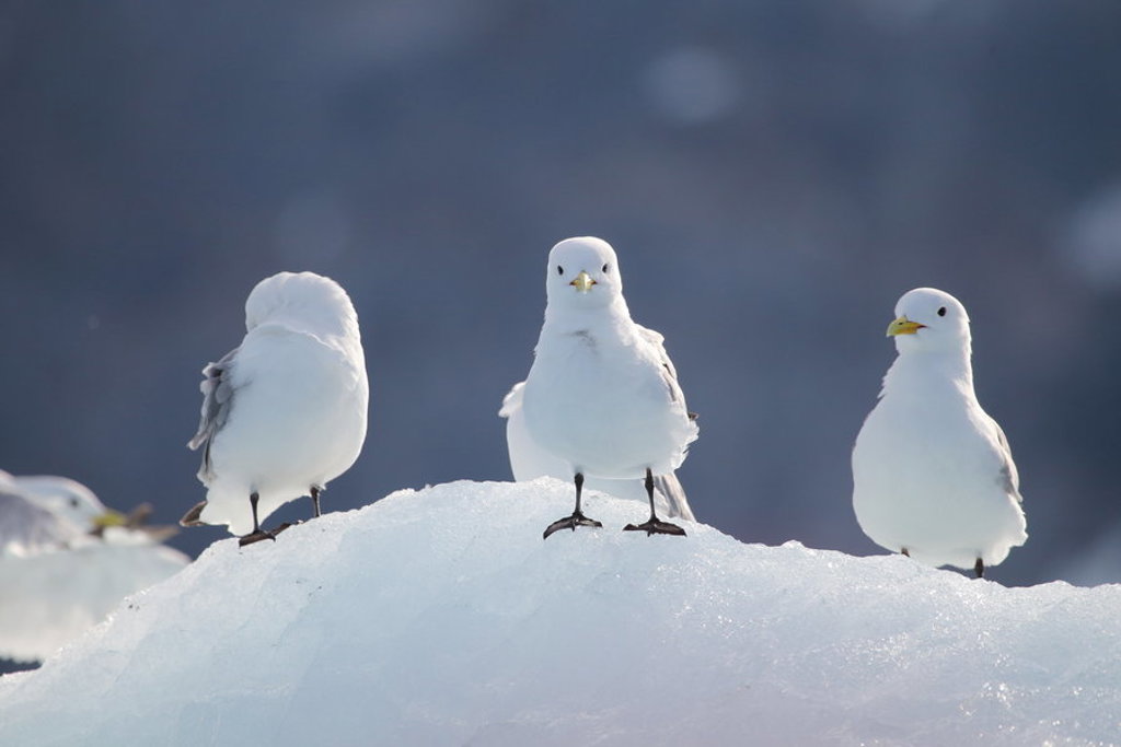 Drieteenmeeuwen op een sneeuwduin op Spitsbergen tijdens groepsrondreis van 8, 11 of 15 dagen.