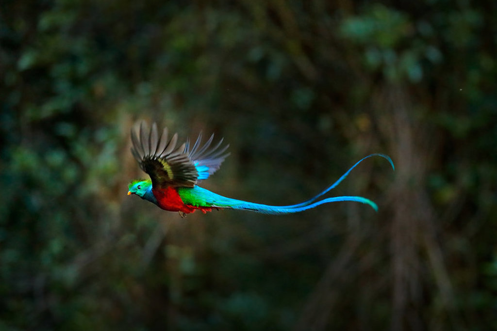 Quetzal in vlucht door het regenwoud in Guatemala, tijdens groepsrondreis Guatemala en Copán.