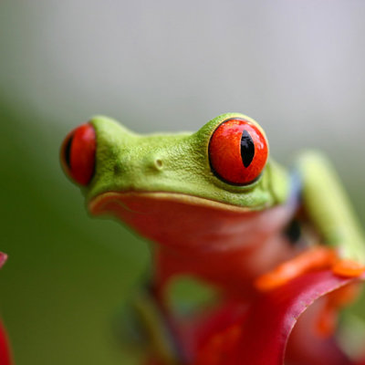 Roodoogmakikikker in het regenwoud van Costa Rica tijdens een groepsrondreis.