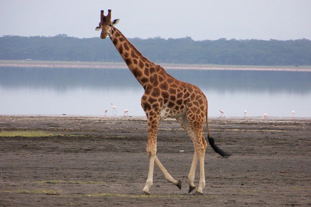 Giraffe in de savanne tijdens groepsrondreis Kenia, Tanzania en Zanzibar.