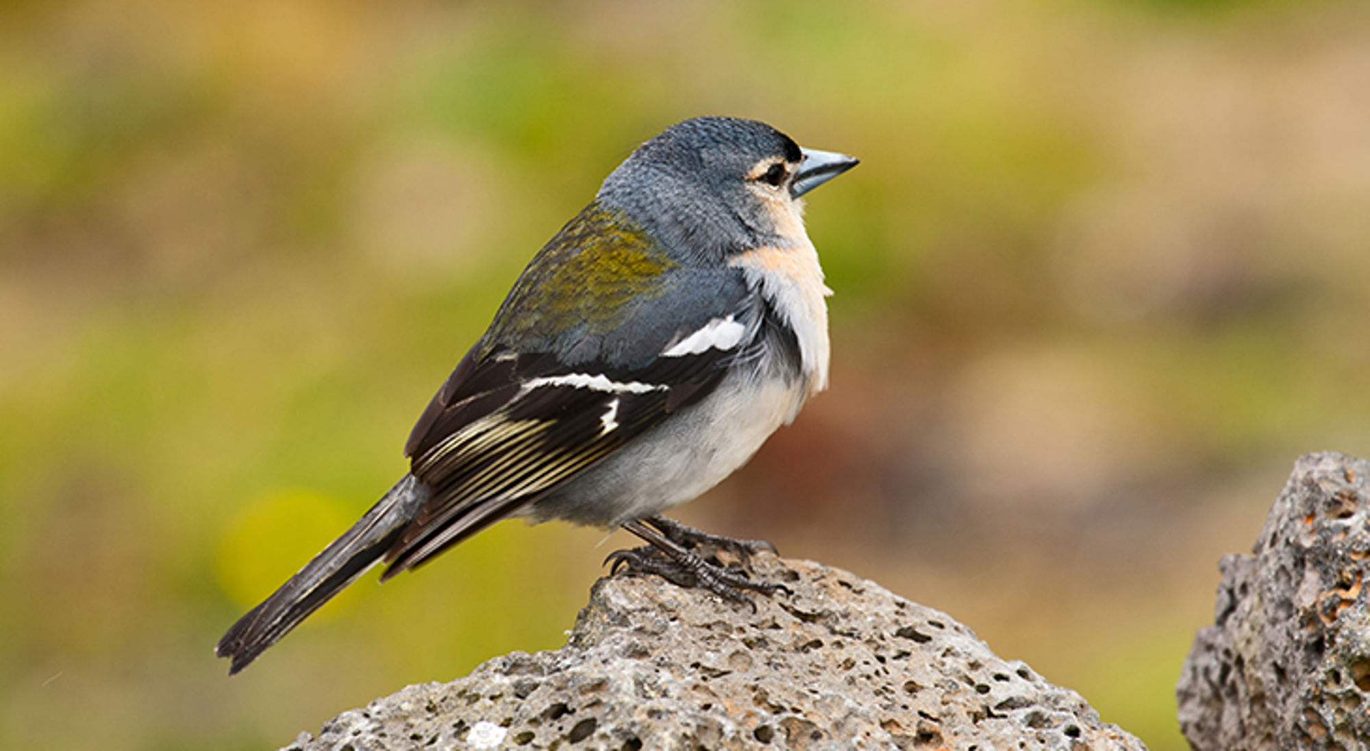 Vink op een rots, scherp in beeld tegen een onscherpe groene achtergrond.