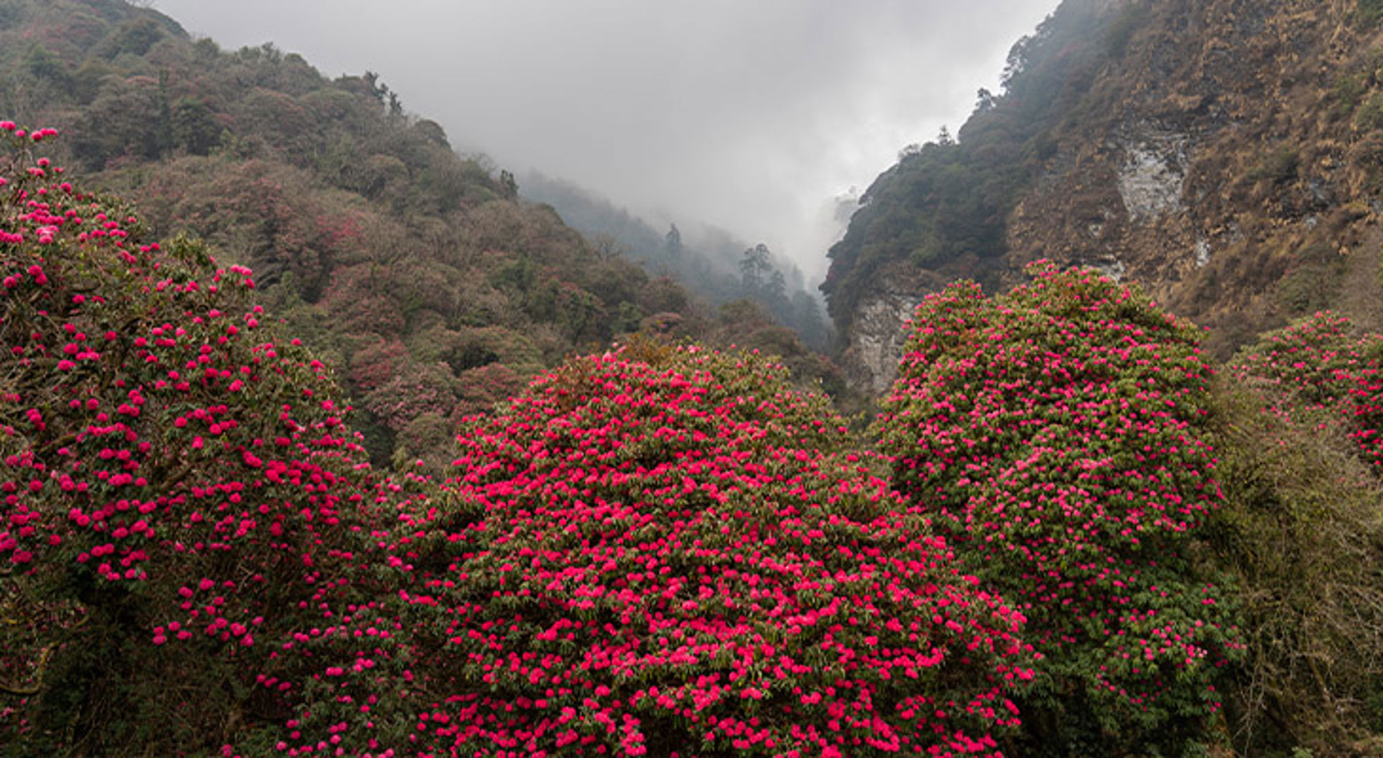 Rhododendron bomen Nepal Mistig berglandschap met bloeiende roze rhododendrons in het bos.