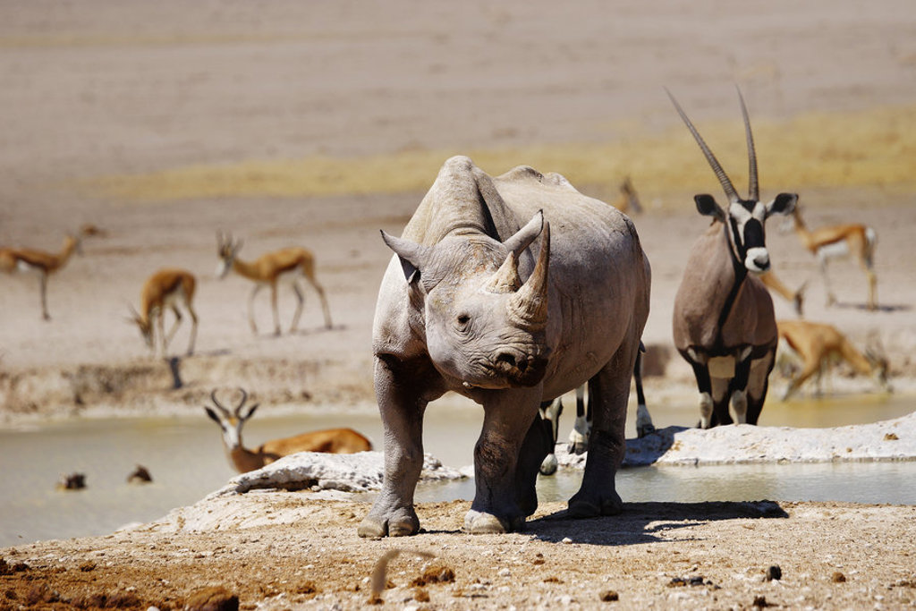 Neushoorn bij een waterpoel in Zuidelijk Afrika, met antilopen op de achtergrond.