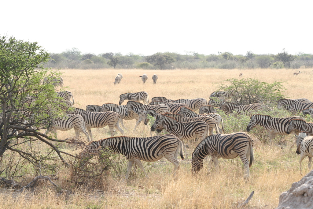 Kudde zebra’s in de savanne tijdens familiereis Namibië, Botswana en Zimbabwe.