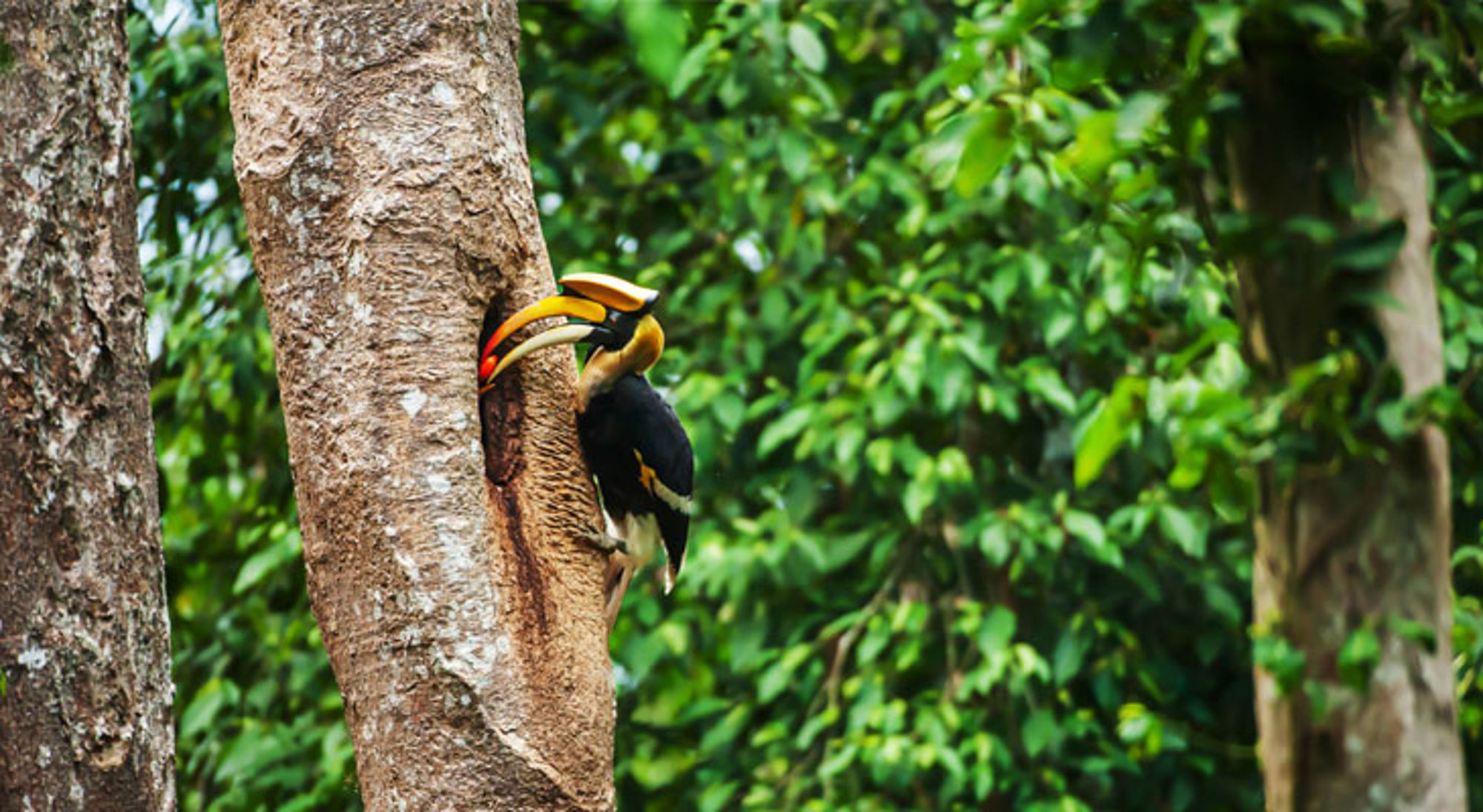 Dubbelhoornige neushoornvogel Khao Yai Neushoornvogel op een boomstam in het regenwoud van Thailand.