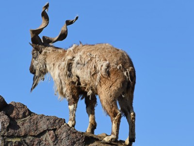 Markhor met gedraaide hoorns op rotsen in Pakistan, Baltistan & Hunza, tegen een heldere blauwe lucht.