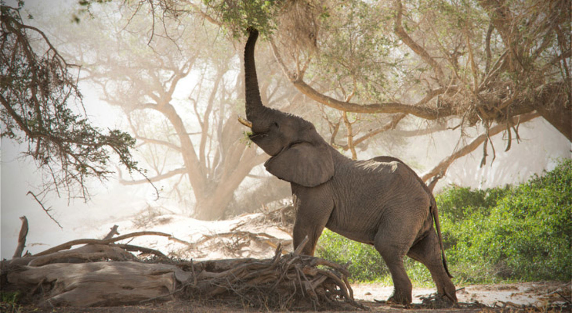 Woestijnolifant in de droge rivier de Huab, Damaraland, Namibië Olifant met geheven slurf tussen bomen in een stoffig landschap in Namibië.