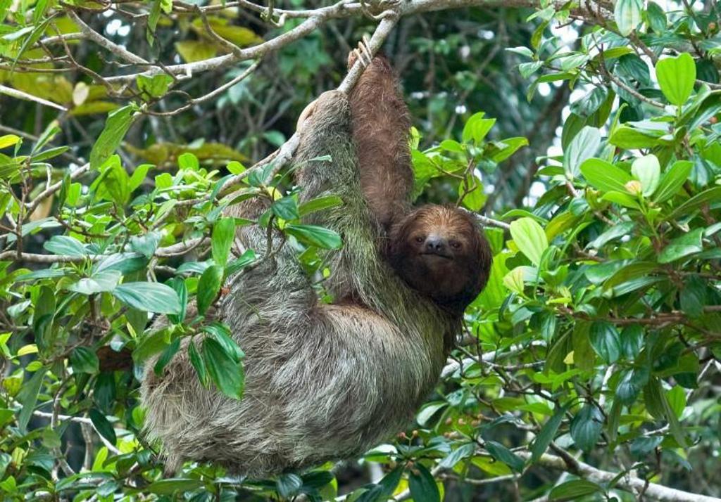 Groene boomkikker in het regenwoud van Costa Rica tijdens de groepsrondreis Costa Rica Hoogtepunten.