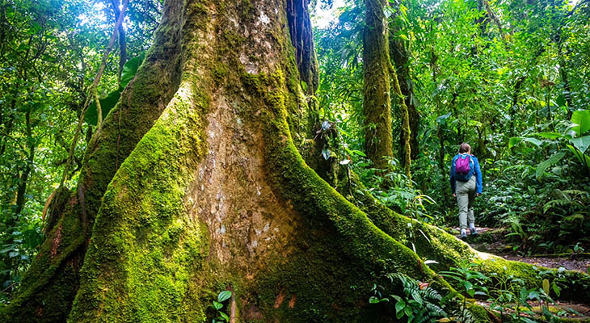 Regenseizoen Costa Rica Wandelaar met rugzak op pad langs een enorme met mos bedekte boom in dicht regenwoud.